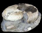 Hoploscaphites Ammonite - South Dakota #46864-1